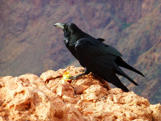 Raucous Raven, Day 1